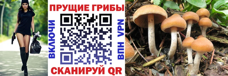 Купить закладки  Стерлитамак  Псилоцибиновые грибы Psilocybine cubensis 
